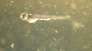 Как происходит развитие личинки данио в икре