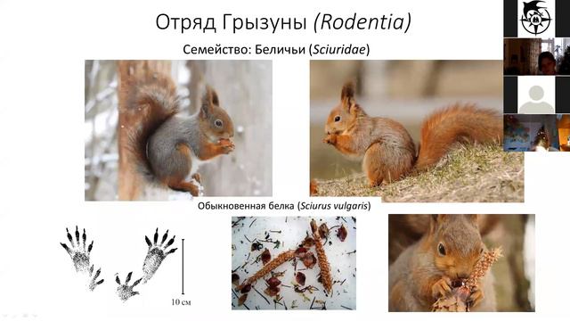 Млекопитающие Москвы и Московской области. часть1