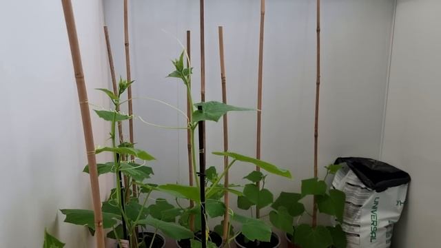 как усы огурцов ищут за что зацепится!) 10 часов съёмки за 10 минут) смотреть онлайн