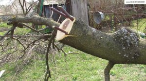 ПЕРЕПРИВИВКА от А до Я. Часть 3. ГОТОВИМ  ЧЕРЕНКИ и СРЕЗ  ВЕТКИ для ПРИВИВКИ.  ТЕХНИКА  ПРИВИВКИ.