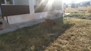 ПИТБУЛИ И СТАФФЫ КОРОТКО О НИХ/ЩЕНКИ ПИТБУЛЯ