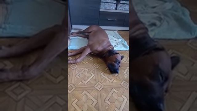 Собачьи сновидения смотреть онлайн