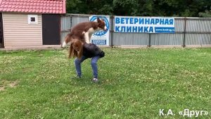 Занятия с собакой это тоже релакс!!! Кинологи Друг.