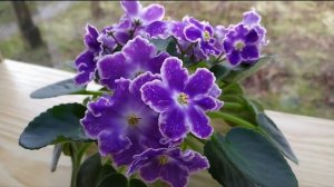 ФИАЛКИ ВЕСНОЙ. СОРТ ФИАЛКИ DS- ИЗЮМ.