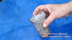 ОПРЫСКАЙТЕ ЭТИМ НАТУРАЛЬНЫМ СРЕДСТВОМ ТОМАТЫ В ИЮНЕ! ФИТОФТОРЫ НА ПОМИДОРАХ НЕ БУДЕТ 100%!