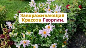 Завораживающая Красота Георгинов.?