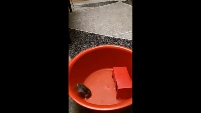 Хомяк укусил Рому!Чистим клетку у хомячка! смотреть онлайн