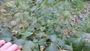 Сорт ремонтантной малины "Золотые купола"