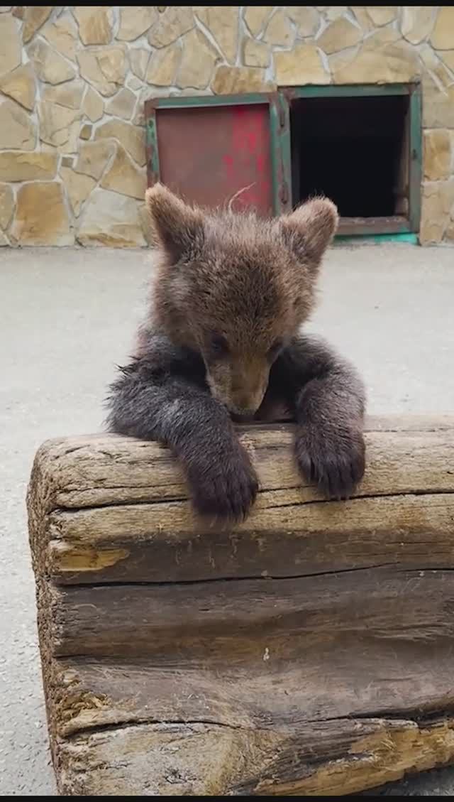 Маленькая спасенная Лейла! Медвежонок счастлив в Тайгане!