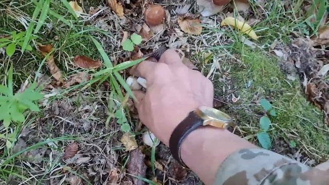СПОР С ЖЕНОЙ  Кто соберет самую ГРИБНУЮ ПОЛЯНУ. Белые грибы