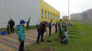 (12+) У мытищинской «Гимназии №16» высадили аллею из туй
