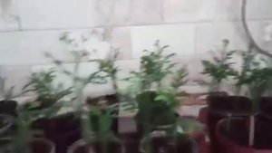 Саженцы туи из семян спустя один год. Мамины воспитанники)) #туязападнаяизсемян, #туяизсемян,#туя.