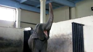 Калининград. Зоопарк. Слоновник