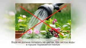 ЦИНЕРАРИЯ ГИБРИДНАЯ | Посадка и уход в домашних условиях