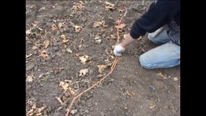 видео ролик осенняя  прикопка винограда.mp4