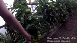 Розовый томат Пинк Крим F1. Приехал в гости