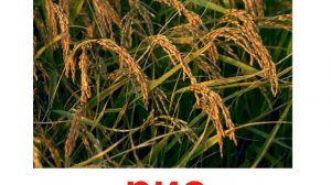 Презентация для детей по Доману. Растения зерновые