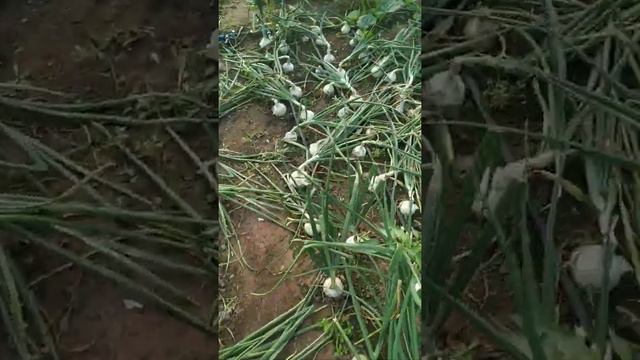 Лук белый..уборка смотреть онлайн