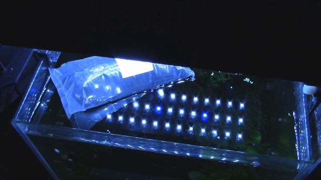 Живой КОРМ для рыб в Германии / ТРУБОЧНИК в контейнере смотреть онлайн