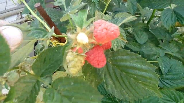 Малиновая ёлка смотреть онлайн