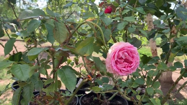 Роза Огюст Ренуар (Auguste Renoir)Авторы: MeillandГод селекции: 1995 смотреть онлайн