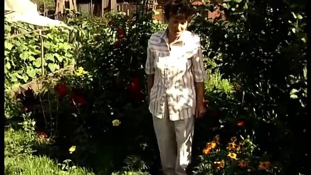 Садовые розы в ландшафте смотреть онлайн