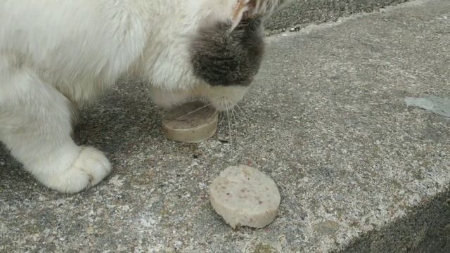 8 АВГУСТА!!! — Всемирный ДЕНЬ КОТОВ!!! – Праздничные Коты PARTYCATS смотреть онлайн