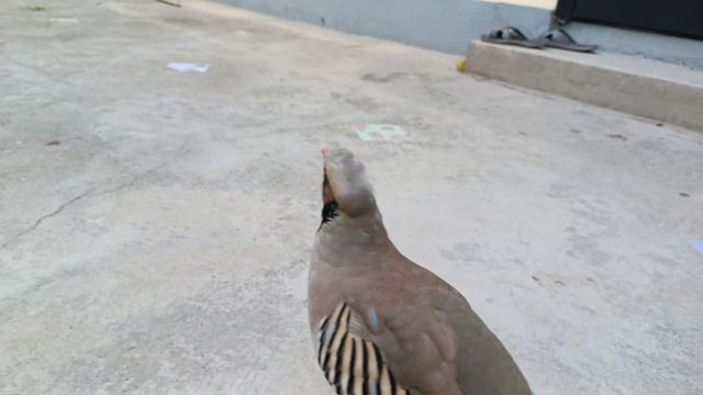 Кабки дастбоз# Keklik# ручная Горная куропатка# Borya! смотреть онлайн