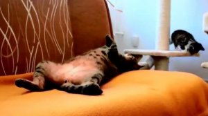 Мама Кошка Учит Своего Котенка Жизни