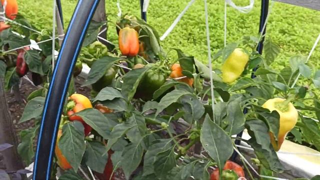 Фитофтороз. Помогает ли мульчирование? Что я использую для защиты растений. смотреть онлайн