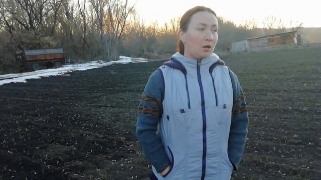 Результаты всходов чеснока, бульбочки, воздушки.