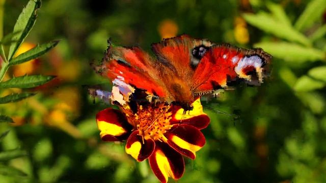 Таңғы медитация! Қазақша медитация! Мышлениені өзгерту! Күнге ниет қою смотреть онлайн