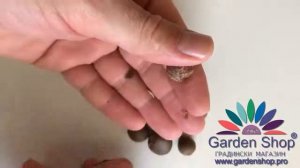 Как выглядят семена камелия китайская - Чайный куст, чайного растения, Camellia sinensis