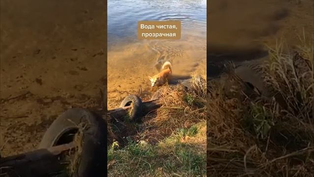 Путешествие на Щукинский полуостров в Москве