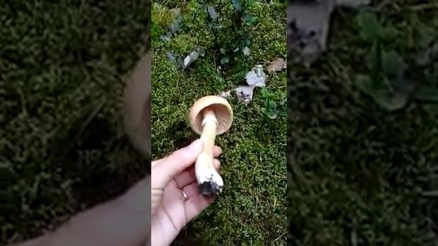 Грибы Колпаки - необычные грибы смотреть онлайн