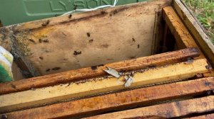 Роеловство- пчёлы на халяву!? Рои в сентябре.