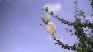 Цитаты: Роберт Антон Уилсон