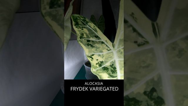 Alocasia Frydek Variegated - 5 day timelapse