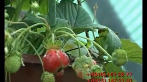 Удобрение Биоплант Флора Bioplant-Flora.flv
