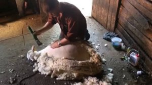 Demiralp Türk Merinos Koyun çiftliği