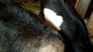 УСТРОЙСТВО КОЗОВНИКА ДЛЯ КОЗ