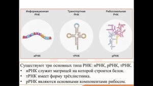2. Молекулярные основы наследственности