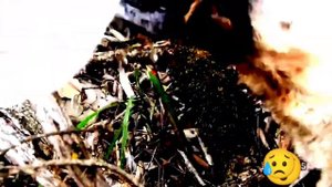 волк против стаи алабаев