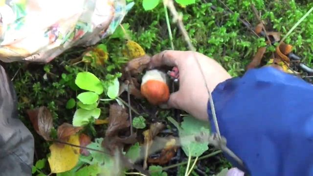 Поход по грибы 9 сент. 2023 2часть смотреть онлайн