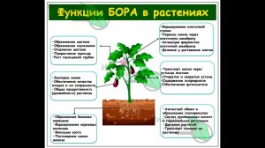 БОРНЫЕ ПОДКОРМКИ. Безопасный и эффективный авторский рецепт, которым тяжело переБОРщить.