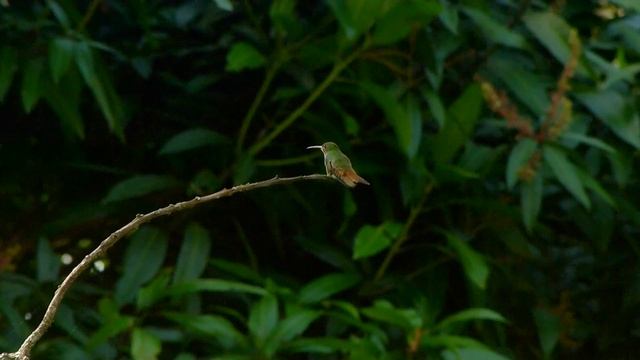 LUMIX FZ100 Las Cumbres-Panamá 6:35 a.m. смотреть онлайн