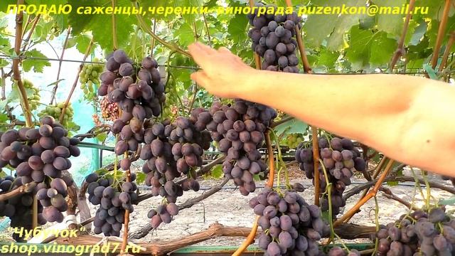 Виноград АТАМАН ПАВЛЮК средний срок созревания, крупные грозди и ягоды. КАРНАВАЛ в сравнении смотреть онлайн