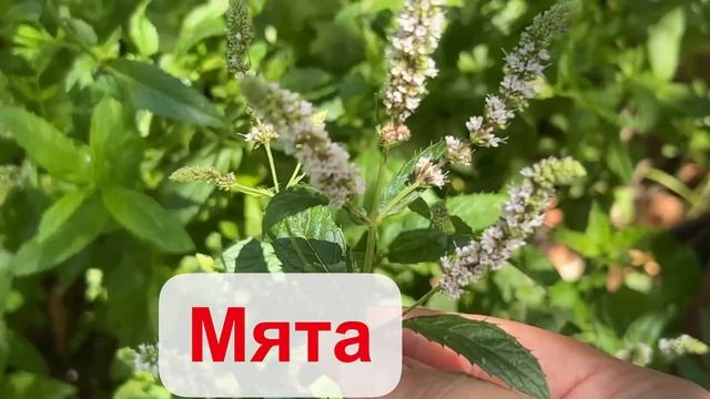 Даже каловые камни с глистами повылетали! И Сахар в норме! все благодаря... смотреть онлайн