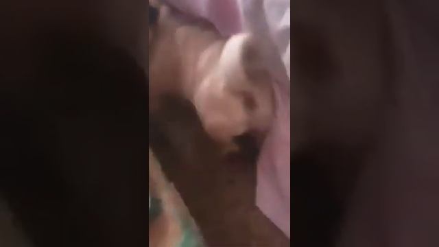 Собака чешет жопу!!???? смотреть онлайн