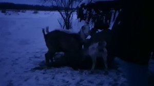 дегельминтизация коз препаратом празивер